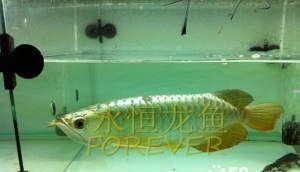 銀川龍魚vs祥龍魚場（探討銀川龍魚與祥龍魚場之間的差異之前需要明確兩個概念） 全國水族館企業(yè)名錄 第3張