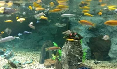 安慶水族館vs祥龍魚場（安慶水族館與祥龍魚場的區(qū)別） 全國水族館企業(yè)名錄 第2張