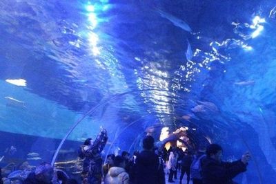 安慶水族館vs祥龍魚場（安慶水族館與祥龍魚場的區(qū)別） 全國水族館企業(yè)名錄 第1張