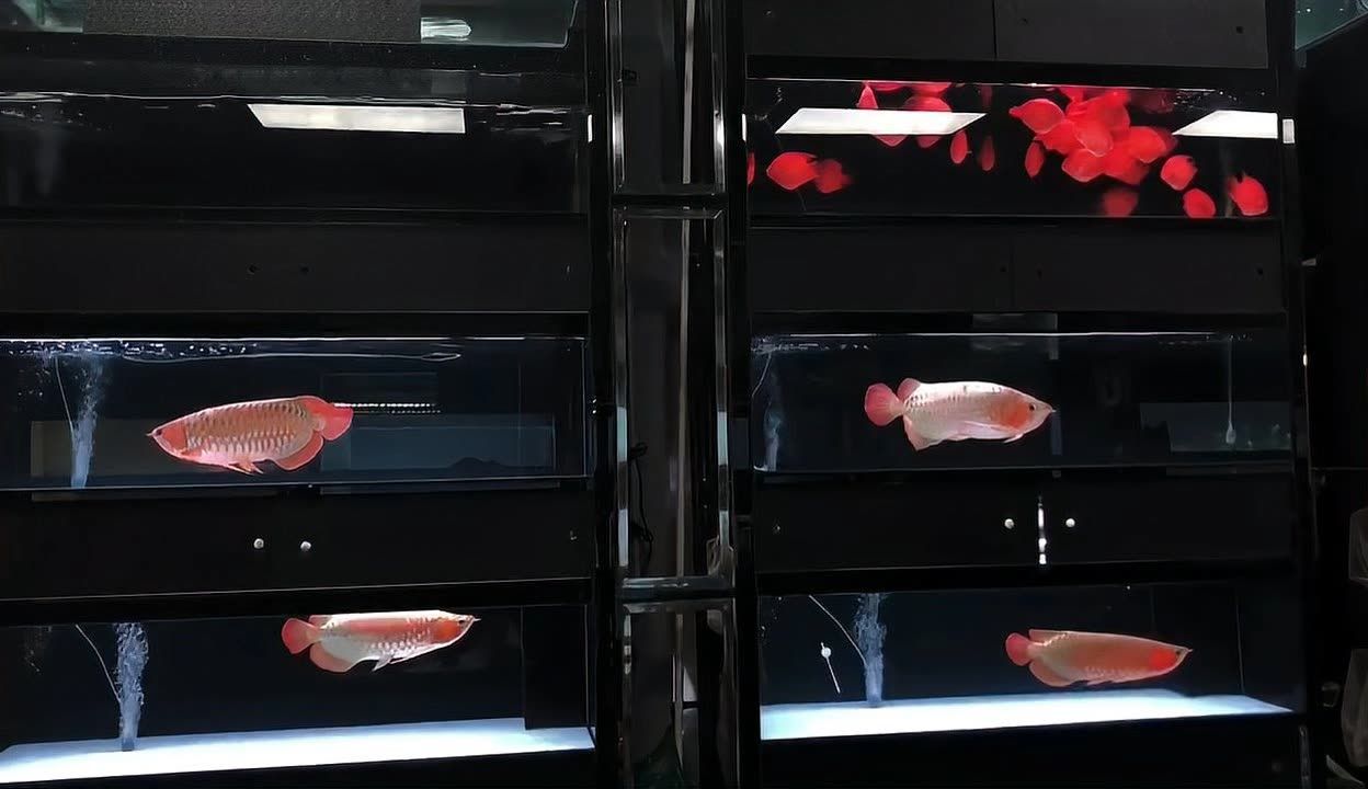 晉中水族館vs祥龍魚場（中國山西晉中水族館和祥龍魚場是與觀賞魚相關(guān)的場所） 全國水族館企業(yè)名錄 第4張