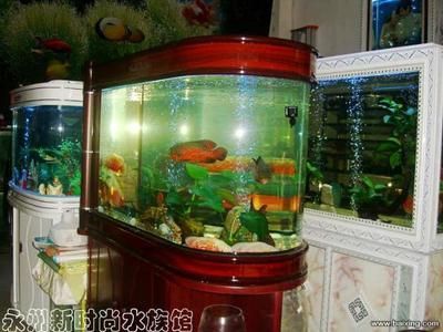 永州水族館vs祥龍魚場（永州水族館和祥龍魚場哪個好） 全國水族館企業(yè)名錄 第1張