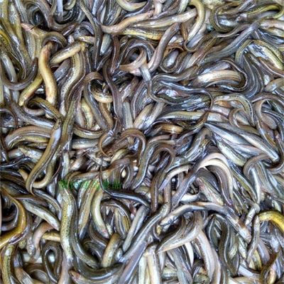 寧德龍魚vs祥龍魚場（全球首個獲得國際龍魚繁殖證書的魚場，寧德龍魚場可能是一個選項） 全國水族館企業(yè)名錄 第4張