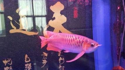 廊坊龍魚(yú)vs祥龍魚(yú)場(chǎng)（廊坊龍魚(yú)與祥龍魚(yú)場(chǎng)之間的區(qū)別） 全國(guó)水族館企業(yè)名錄 第1張