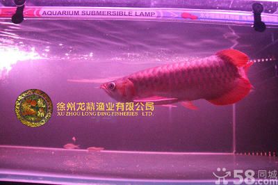 無錫龍魚vs祥龍魚場（無錫龍魚和祥龍魚場） 全國水族館企業(yè)名錄 第1張