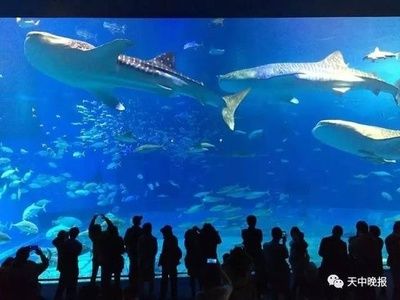 駐馬店水族館vs祥龍魚場（河南駐馬店市開發(fā)區(qū)帝王水族館、祥龍魚場水族館、祥龍魚場） 全國水族館企業(yè)名錄 第2張