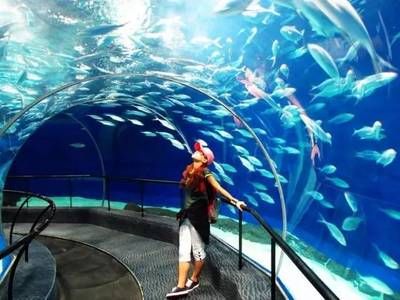 商丘水族館vs祥龍魚場(chǎng)（中國(guó)河南商丘水族館祥龍魚場(chǎng)在中國(guó)和馬來西亞均有業(yè)務(wù)） 全國(guó)水族館企業(yè)名錄 第4張