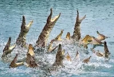 紅龍魚吃什么牌子的飼料好（關于紅龍魚飼料的幾個疑問）