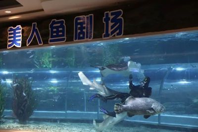 紹興水族館vs祥龍魚場（紹興水族館與祥龍魚場各有側(cè)重） 全國水族館企業(yè)名錄 第4張