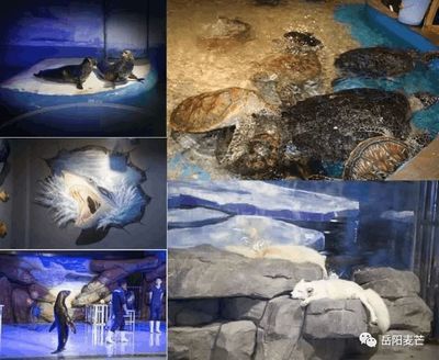 岳陽水族館vs祥龍魚場（岳陽水族館與祥龍魚場各有其特色和優(yōu)勢） 全國水族館企業(yè)名錄 第2張