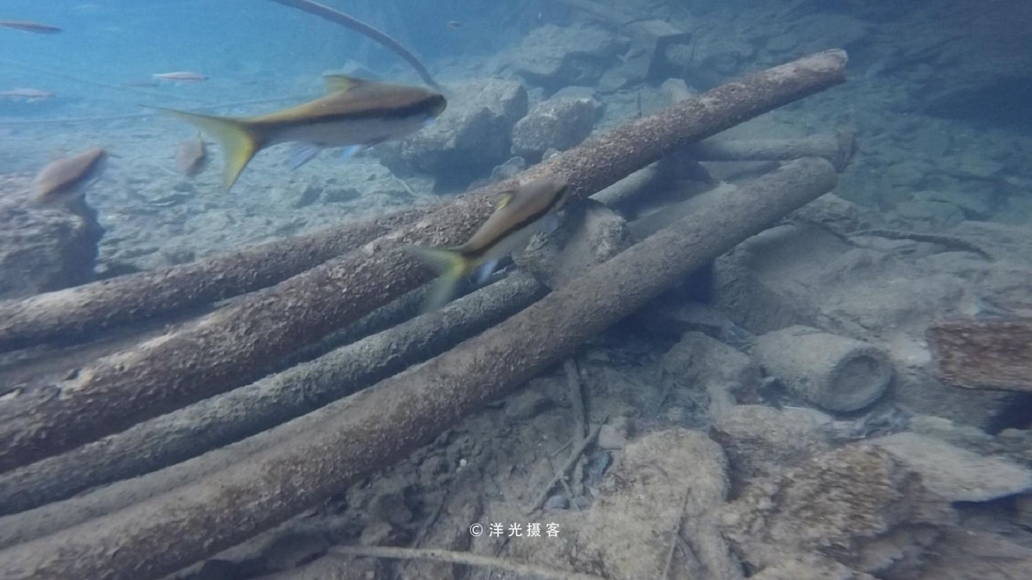 保山龍魚vs祥龍魚場（保山龍魚與祥龍魚場） 全國水族館企業(yè)名錄 第3張