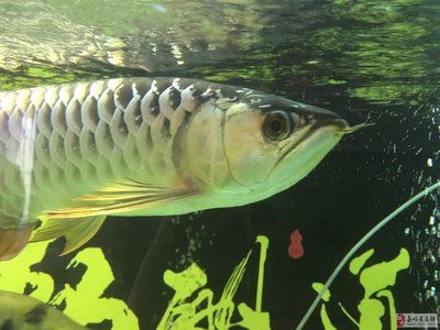 嘉峪關龍魚vs祥龍魚場（嘉峪關龍魚與祥龍魚場有什么區(qū)別？） 全國水族館企業(yè)名錄 第5張