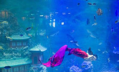 平頂山水族館vs祥龍魚場（平頂山水族館與祥龍魚場之間的差異之前，我們需要明確的業(yè)務(wù)范圍） 全國水族館企業(yè)名錄 第5張