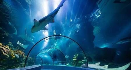 淮北水族館vs祥龍魚場（淮北市相山區(qū)龍鱗閣水族館和淮北市相山區(qū)居龍坊水族館） 全國水族館企業(yè)名錄 第3張