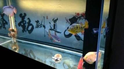 呼和浩特龍魚vs祥龍魚場（呼和浩特龍魚祥龍魚場在養(yǎng)殖環(huán)境、龍魚品種、價格策略評價） 全國水族館企業(yè)名錄 第4張