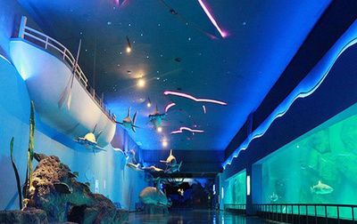 德州水族館vs祥龍魚場（德州水族館與祥龍魚場的區(qū)別） 全國水族館企業(yè)名錄 第5張