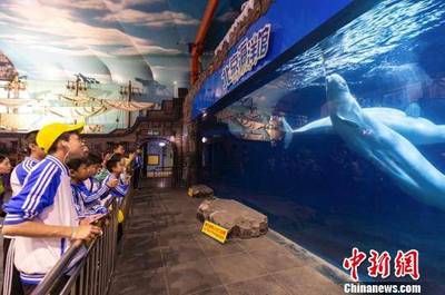 呂梁水族館vs祥龍魚場（呂梁水族館與祥龍魚場的區(qū)別） 全國水族館企業(yè)名錄 第2張