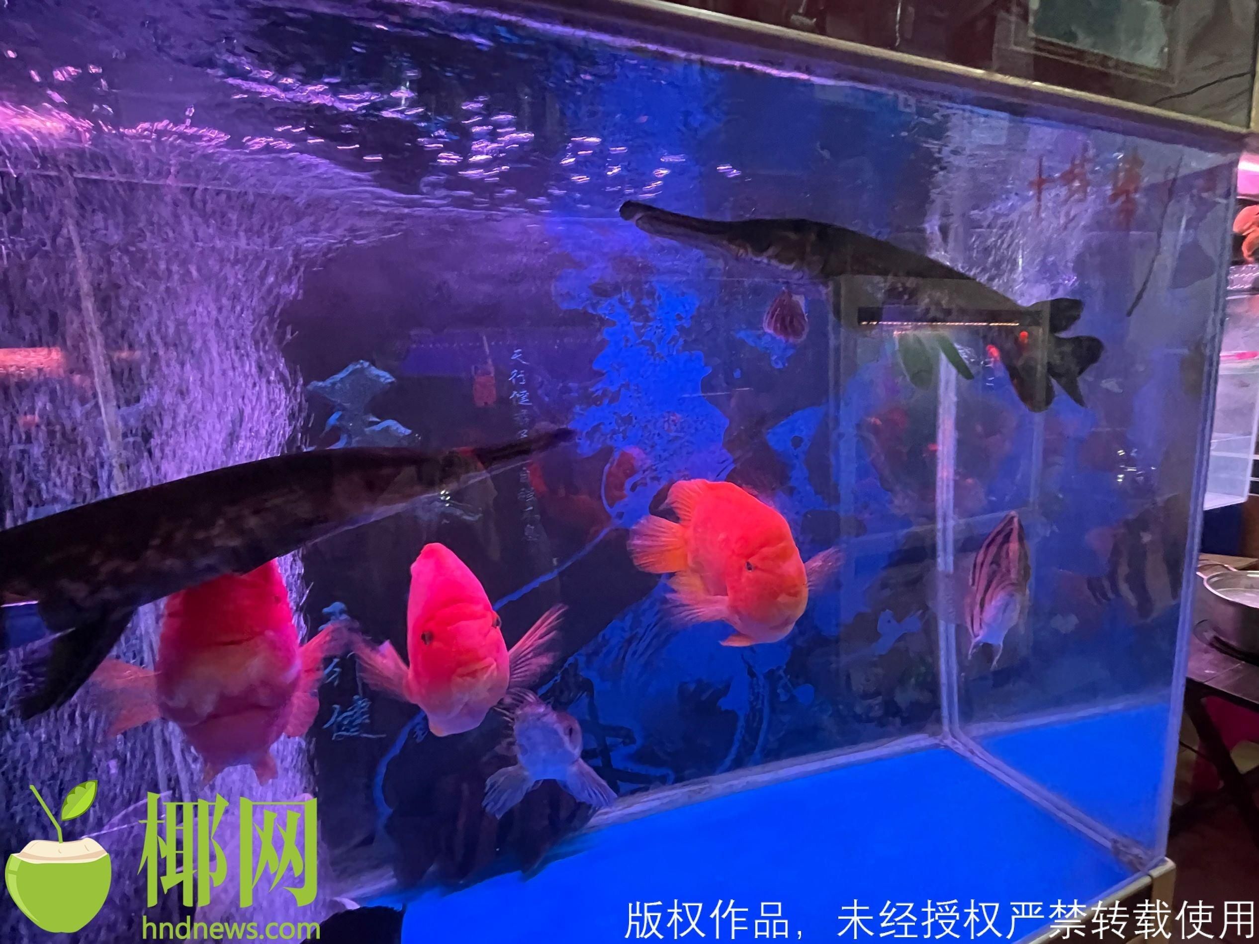 海口水族館vs祥龍魚場（?？谒屦^與祥龍魚場哪個好） 全國水族館企業(yè)名錄 第5張