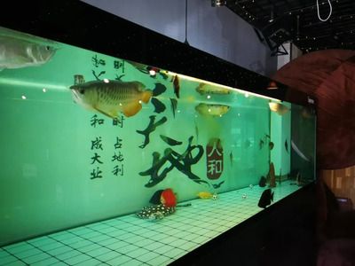 營口水族館vs祥龍魚場（營口水族館和祥龍魚場有什么區(qū)別？） 全國水族館企業(yè)名錄 第1張