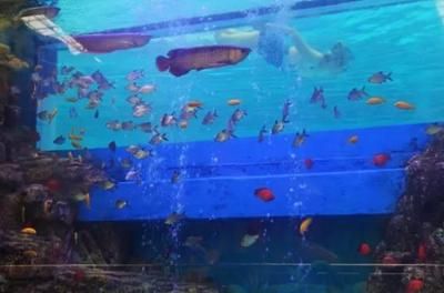 營口水族館vs祥龍魚場（營口水族館和祥龍魚場有什么區(qū)別？） 全國水族館企業(yè)名錄 第2張