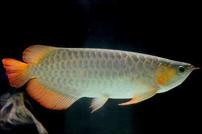 過(guò)背金龍魚20cm多少錢（背金龍魚20cm價(jià)格是多少背金龍魚20cm的壽命是多少） 水族問(wèn)答