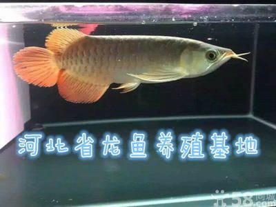 保定龍魚(yú)vs祥龍魚(yú)場(chǎng)（保定龍魚(yú)與祥龍魚(yú)場(chǎng)的區(qū)別） 全國(guó)水族館企業(yè)名錄 第4張