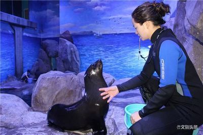 文山壯族苗族自治州水族館vs祥龍魚場（文山壯族苗族自治州水族館與祥龍魚場各有特點） 全國水族館企業(yè)名錄 第3張