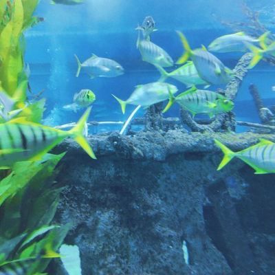 聊城水族館vs祥龍魚(yú)場(chǎng)（聊城水族館和祥龍魚(yú)場(chǎng)哪個(gè)好） 全國(guó)水族館企業(yè)名錄 第5張