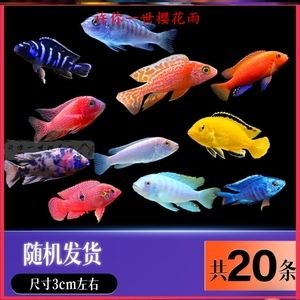 阿里龍魚(yú)vs祥龍魚(yú)場(chǎng)（阿里龍魚(yú)與祥龍魚(yú)場(chǎng)有什么區(qū)別？） 全國(guó)水族館企業(yè)名錄 第4張