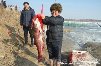 盤錦龍魚vs祥龍魚場（盤錦龍魚與祥龍魚場的具體差異，無法直接比較其具體差異） 全國水族館企業(yè)名錄 第4張