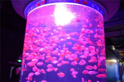 六安水族館vs祥龍魚場（六安水族館與祥龍魚場之間的差異之前，我們需要明確兩者的主要業(yè)務(wù)和特點(diǎn)） 全國水族館企業(yè)名錄 第3張