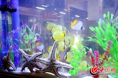 菏澤水族館vs祥龍魚場（山東菏澤水族館和祥龍魚場各有其特色和優(yōu)勢） 全國水族館企業(yè)名錄 第5張