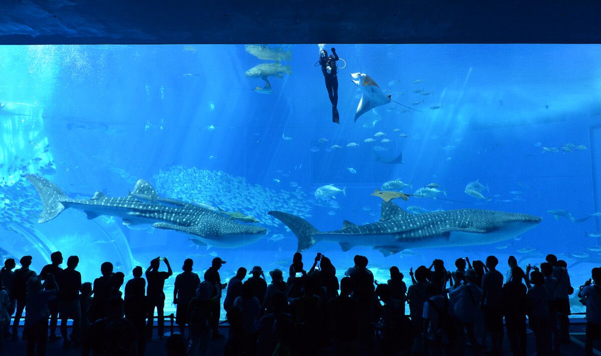 滁州水族館vs祥龍魚場（滇池水族館和祥龍魚場各有其特點） 全國水族館企業(yè)名錄 第4張