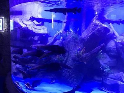 南京水族館vs祥龍魚場（南京水族館和祥龍魚場各有什么區(qū)別？） 全國水族館企業(yè)名錄 第5張