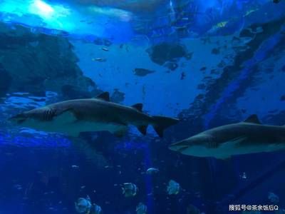 昆明水族館vs祥龍魚場（探討昆明水族館與祥龍魚場之間的差異之前需要明確兩者的基本信息） 全國水族館企業(yè)名錄 第2張