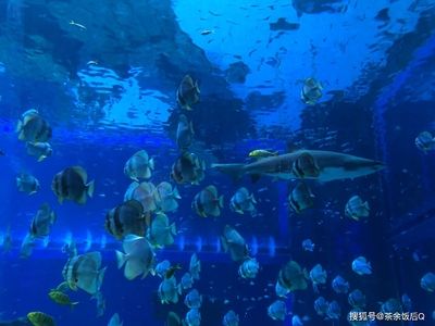 昆明水族館vs祥龍魚場（探討昆明水族館與祥龍魚場之間的差異之前需要明確兩者的基本信息） 全國水族館企業(yè)名錄 第3張