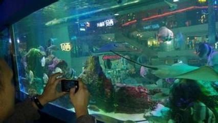 廣州水族館vs祥龍魚場（廣州水族館與祥龍魚場有什么區(qū)別？） 全國水族館企業(yè)名錄 第2張