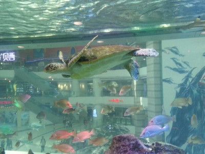 廣州水族館vs祥龍魚場（廣州水族館與祥龍魚場有什么區(qū)別？） 全國水族館企業(yè)名錄 第4張