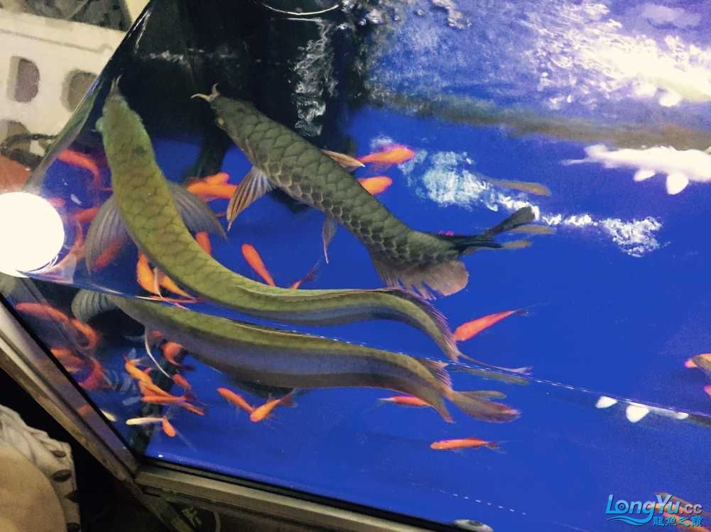 崇左龍魚vs祥龍魚場（崇左龍魚與祥龍魚場的區(qū)別） 全國水族館企業(yè)名錄 第2張