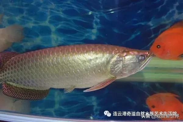 連云港龍魚vs祥龍魚場（關(guān)于連云港龍魚和祥龍魚場的信息） 全國水族館企業(yè)名錄 第5張