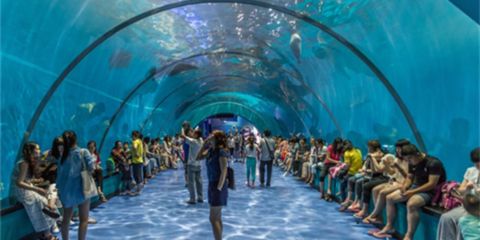 石家莊水族館vs祥龍魚場(chǎng)（石家莊水族館與祥龍魚場(chǎng)各有其特色和側(cè)重點(diǎn)）