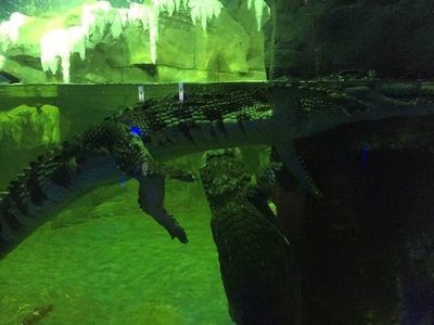 石家莊水族館vs祥龍魚(yú)場(chǎng)（石家莊水族館與祥龍魚(yú)場(chǎng)各有其特色和側(cè)重點(diǎn)） 全國(guó)水族館企業(yè)名錄 第4張