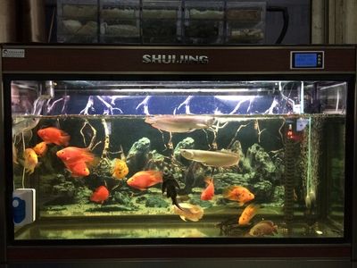 鹽城水族館vs祥龍魚場（鹽城水族館與祥龍魚場之間的差異之前，我們需要明確兩者的主要業(yè)務(wù)和特點） 全國水族館企業(yè)名錄 第2張