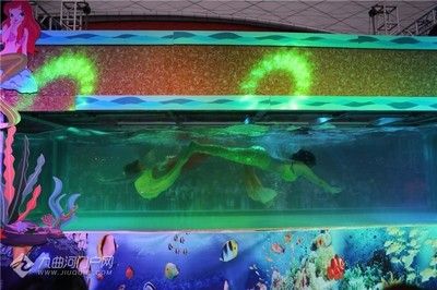 資陽(yáng)水族館vs祥龍魚場(chǎng)（資陽(yáng)市雁江區(qū)有兩個(gè)知名的水族館） 全國(guó)水族館企業(yè)名錄 第4張