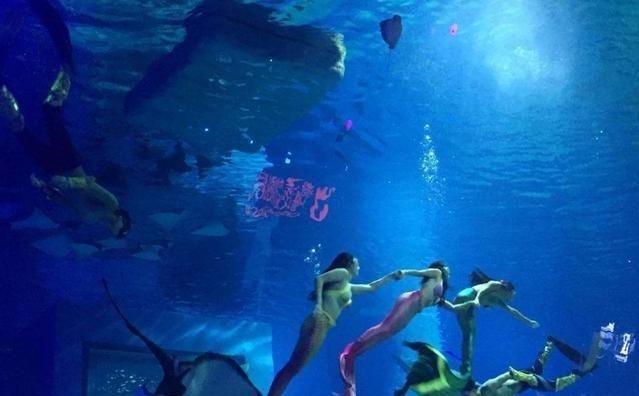 武漢水族館vs祥龍魚場（探討武漢水族館與祥龍魚場之間的差異時） 全國水族館企業(yè)名錄 第5張