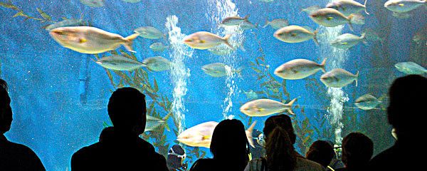 武漢水族館vs祥龍魚場（探討武漢水族館與祥龍魚場之間的差異時） 全國水族館企業(yè)名錄 第1張