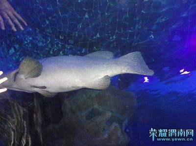 渭南水族館vs祥龍魚(yú)場(chǎng)（渭南水族館和祥龍魚(yú)場(chǎng)各有側(cè)重） 全國(guó)水族館企業(yè)名錄 第2張