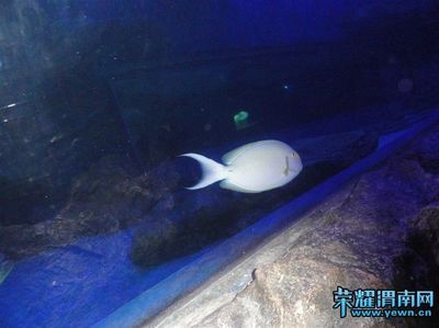 渭南水族館vs祥龍魚(yú)場(chǎng)（渭南水族館和祥龍魚(yú)場(chǎng)各有側(cè)重） 全國(guó)水族館企業(yè)名錄 第3張