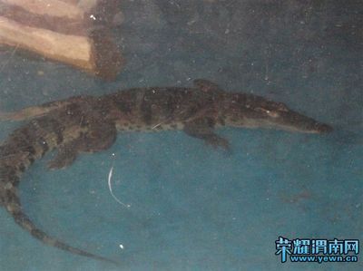 渭南水族館vs祥龍魚(yú)場(chǎng)（渭南水族館和祥龍魚(yú)場(chǎng)各有側(cè)重） 全國(guó)水族館企業(yè)名錄 第5張