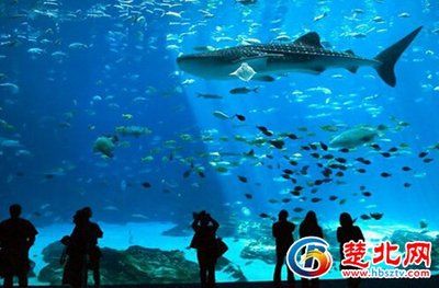 隨州水族館vs祥龍魚(yú)場(chǎng)（探討隨州水族館與祥龍魚(yú)場(chǎng)之間的差異之前我們需要明確兩者的基本信息和特點(diǎn)） 全國(guó)水族館企業(yè)名錄 第2張