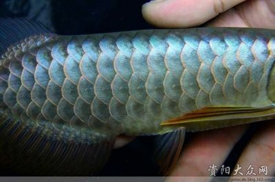 資陽龍魚vs祥龍魚場（資陽龍魚和祥龍魚場哪個好） 全國水族館企業(yè)名錄 第5張